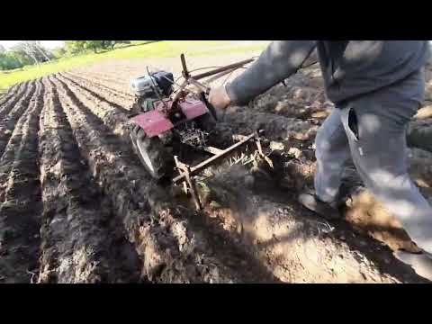 Видео: работа ежей с лапами