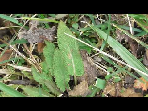 Видео: Осенние грибы.