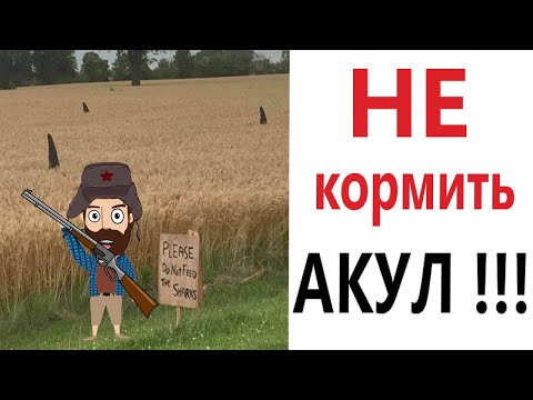 Видео: ПРИКОЛЫ! НЕ КОРМИТЬ АКУЛ!!! Угарные МЕМЫ, смешные истории от Доми шоу