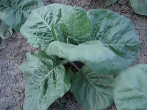 Видео: обзор махорки по сортам.