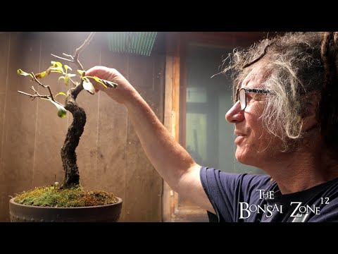 Видео: Обрезка крушины и липы, Зона бонсай, октябрь 2025 г.