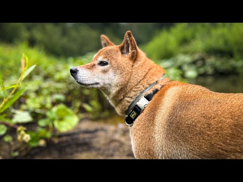 Видео: ЖИВУ с РЫЖИМ ЗВЕРЕМ в ЛЕСНОЙ ИЗБЕ! СОБАКА в ЛЕСУ - ЖИЗНЬ, ИСТОРИЯ и ВОСПИТАНИЕ | Лесные