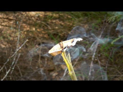 Видео: Егерский способ защиты от комаров  | Когда забыл пшикалку