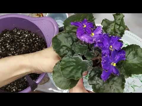 Видео: СУББОТНЯЯ ПЕРЕСАДКА ФИАЛОК 🌸