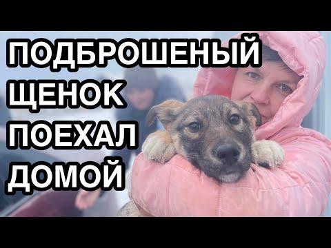 Видео: Спасение животных/ Щенок из мешка поехал домой