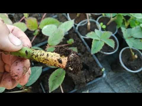 Видео: Результат укоренения ежевики зелёными черенками спустя месяц!!!