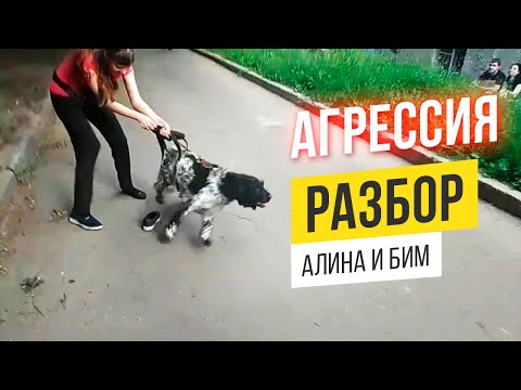 Видео: [РАЗБОР] Агрессия собаки к кошкам, мотоциклистам. Русский спаниель.