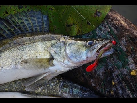 Видео: Как Колбасить судака в Сентябре :) и новая снасть....