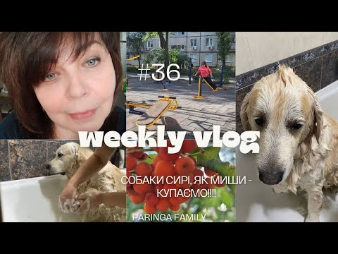 Видео: W36 2024. Новий тиждень - знову ракети, шахеди... А ми незламні! У собак банний день!!