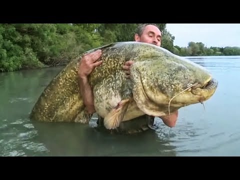 Видео: Столкновения с легендарными рыбами. Ловля сома во Франции