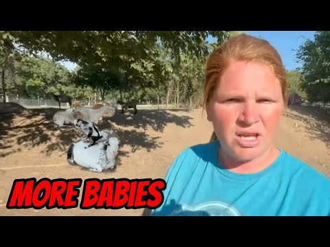 Видео: Удивлён, что эта мама лежала с ней/У чёрного медведя родились близнецы