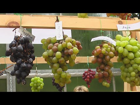 Видео: Как правильно укоренять виноград