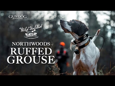 Видео: Minnesota Grouse — Wild Upland, сезон 3, серия 4