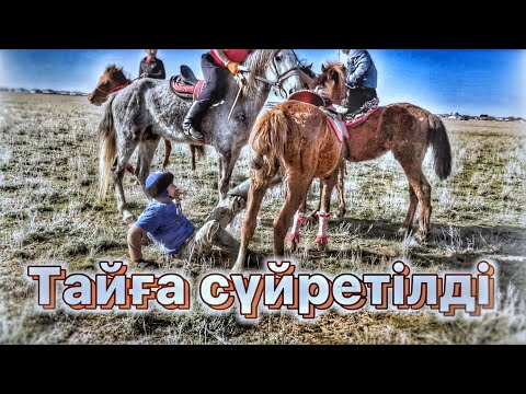 Видео: Тай көкпар | Бала көкпар | Жасөспірімдер мен Ересектер көкпары | Жаппай көкпар