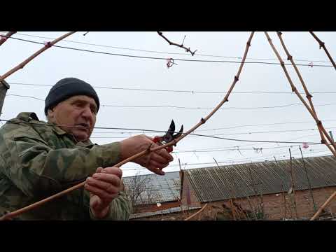 Видео: Обрезаем виноград. Усиленное звено зачем и в каких случаях...