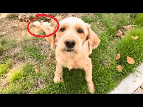 Видео: «Помоги мне, я беременна…» Парализованная бездомная собака ползла в отчаянии и одиночестве