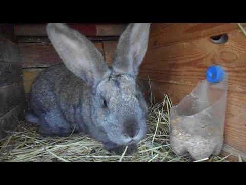 Видео: ЛЕЧЕНИЕ ВЗДУТИЯ У КРОЛИКОВ. Проверенный Метод на практики!!!