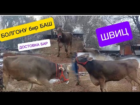 Видео: ШВИЦ УЙ ЧЫКТЫ САТУУГА КӨРҮҢҮЗ БОЛГОНУ 1-БАШ ЖЕТИШИП КАЛЫҢЫЗ ☎️✅ ДОСТАВКА БАР ✅