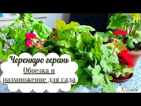 Видео: Черенкую герань  Готовимся к весне #черенкуюгерань #обрезкагерани