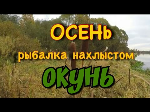 Видео: Ловля окуня нахлыстом . Осень .