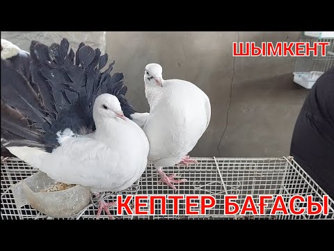 Видео: КЕПТЕР БАҒАЛАРЫ 22.01.23Ж