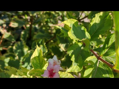 Видео: вейгела размножение черенками