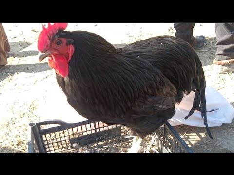 Видео: Жетісай тауық базар 16.03.2025ж