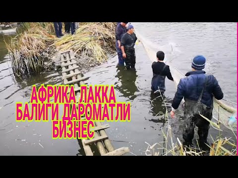 Видео: АФРИКА БАЛИК БОКИШ  БИЗНЕСИ