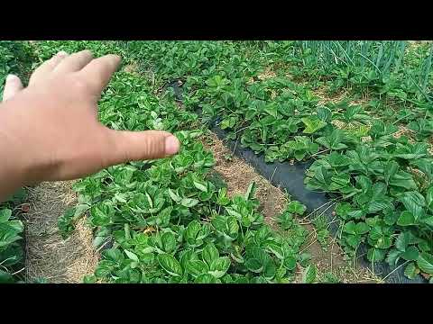 Видео: Як підготувати грядки для полуниці