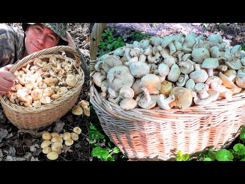 Видео: Рядовка майская везде! КОСИТЬ УСТАНЕШЬ!