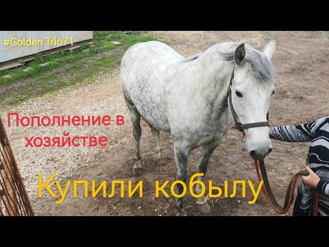 Видео: Перевожу животных! Купили кобылу Орловскую рысачку. #GoldenTrio71  #перевозкаживотных