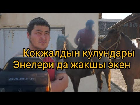 Видео: Кыргызстанга белгилуу аттын кулундары