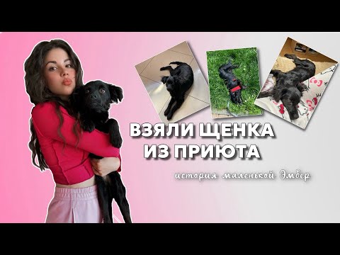 Видео: Взяли щенка в Польше из приюта | История нашей Эмбер🐶✨
