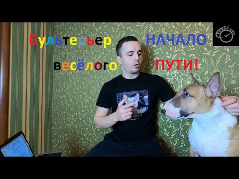 Видео: Бультерьер начало весёлого пути!🐶🐷🐭😀
