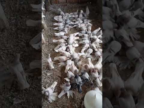 Видео: 8 октября 2025 г.