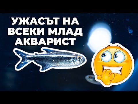 Видео: ЛЕЧЕНИЕ НА ИХТИОФТИРИУС
