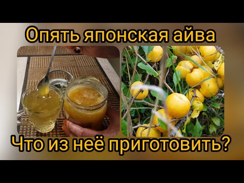 Видео: тот самый эстонский лимон, или хеномелес. заготовки из айвы японской