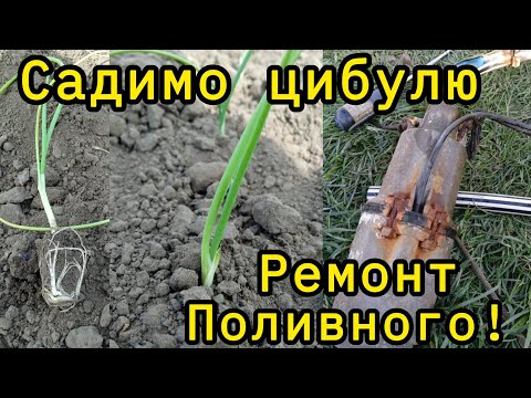 Видео: Цибуля через розсаду 🧅Висадка в грунт.
