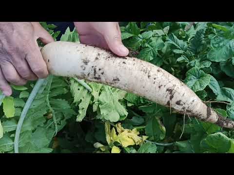 Видео: Как вырастить Дайкон в открытом грунте из семян