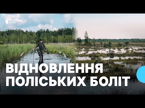 Видео: "Болота — легені планети": як відновлюють 20 000 гектарів трясовини на Рівненському Поліссі
