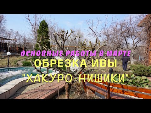 Видео: РАБОТЫ в МАРТЕ / ОБРЕЗКА ИВЫ Хакуро-Нишики/6 соток