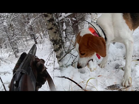Видео: Один на охоте. Охота на ЗАЙЦА! Сезон 2023 - 2024г. #4