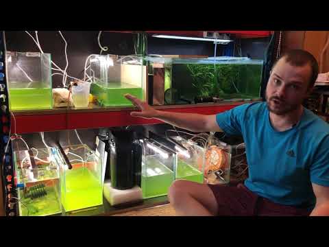 Видео: От личинки до креветки Амано за один день./From larva to shrimp Amano in one day.