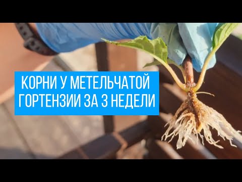 Видео: Корни у метельчатой гортензии Ванила Фрайз за 3 недели.  Укоренение в песке, использование биоклон.