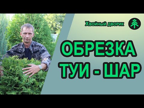 Видео: Как сформировать шар на ножке из туи западной Колумна и Брабант