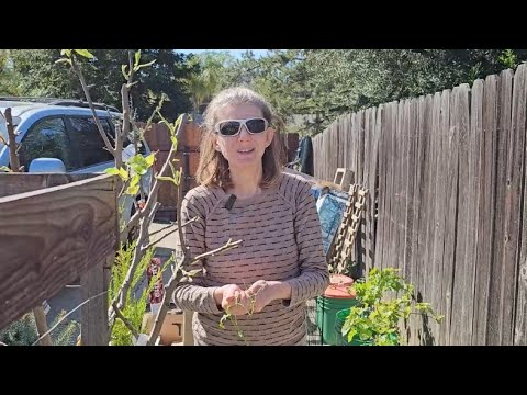 Видео: ОГО! Урожай цветной моркови, который вас Удивит! 🥕 Упрямый сорняк и куры.