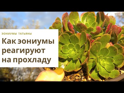 Видео: Эониумы осенью 2. Размножение и уход в домашних условиях