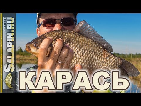 Видео: Ловля крупного карася на пруду фидером. МОРДАТЫЕ карасищи!!! [salapinru]