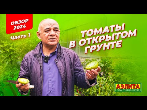 Видео: Томаты в ОТКРЫТОМ ГРУНТЕ. Обзор 2024