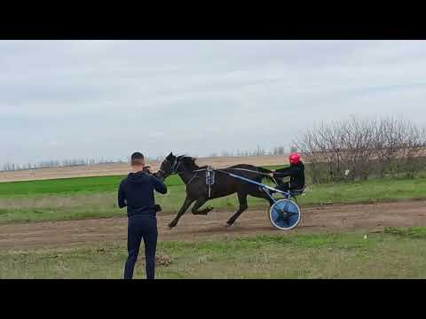 Видео: Състезание във с. Браст на 12.04.2025г.